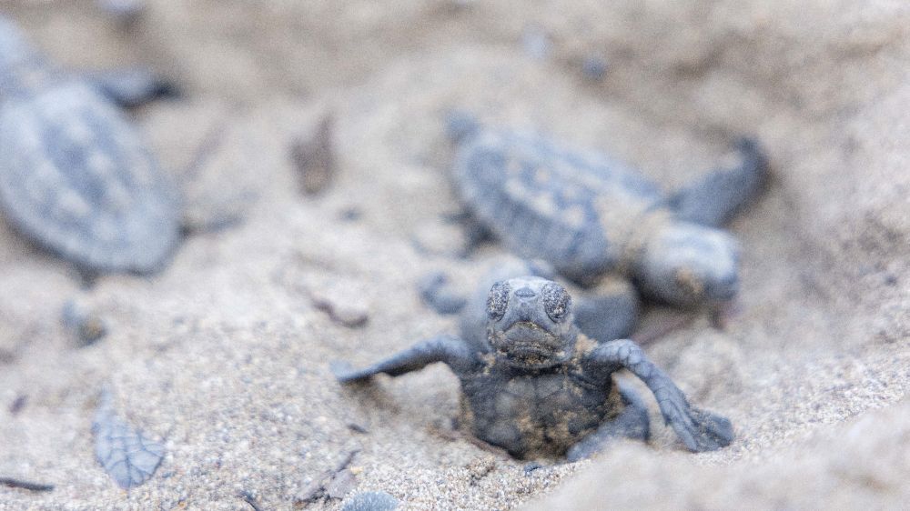 Mavi Gönüllüleri, Indigo Turtles projesi ile Caretta Caretta’ları Akdeniz’le buluşturmaya devam ediyor